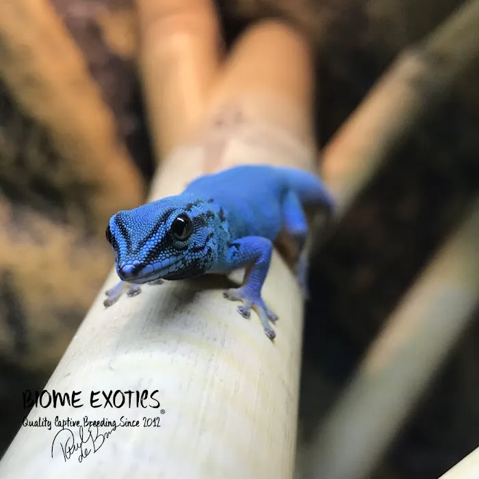 Biome Exotics Picture 7