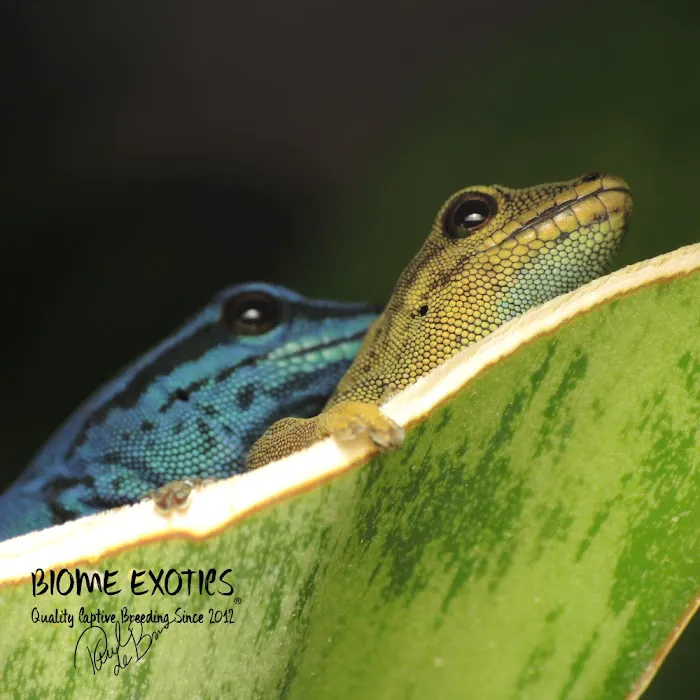 Biome Exotics Picture 4