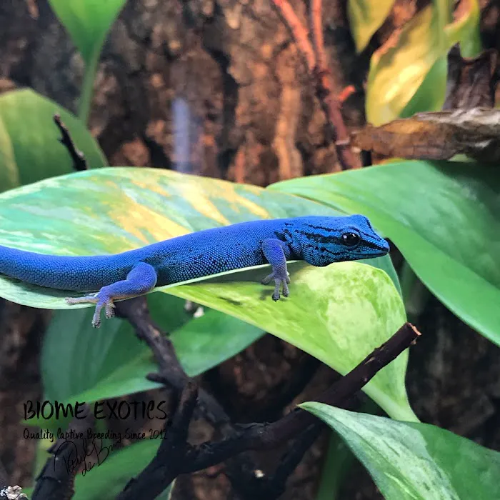 Biome Exotics Picture 5