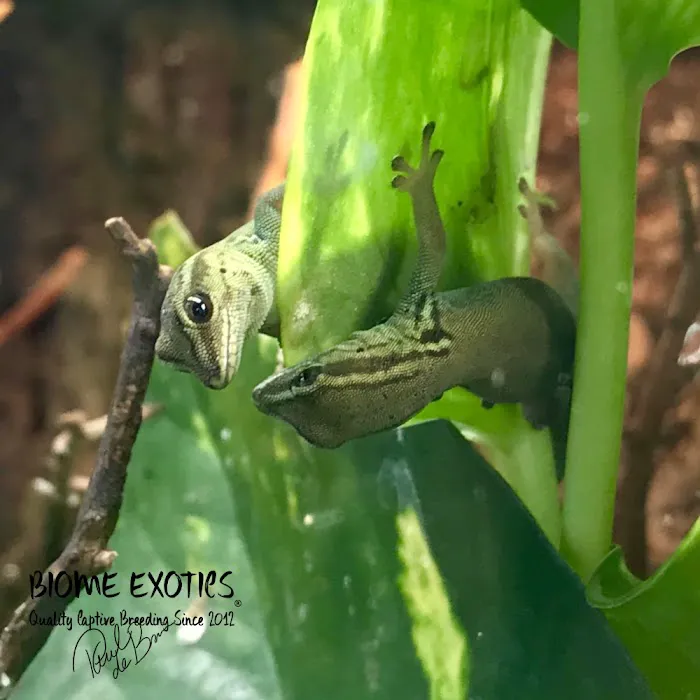 Biome Exotics Picture 10