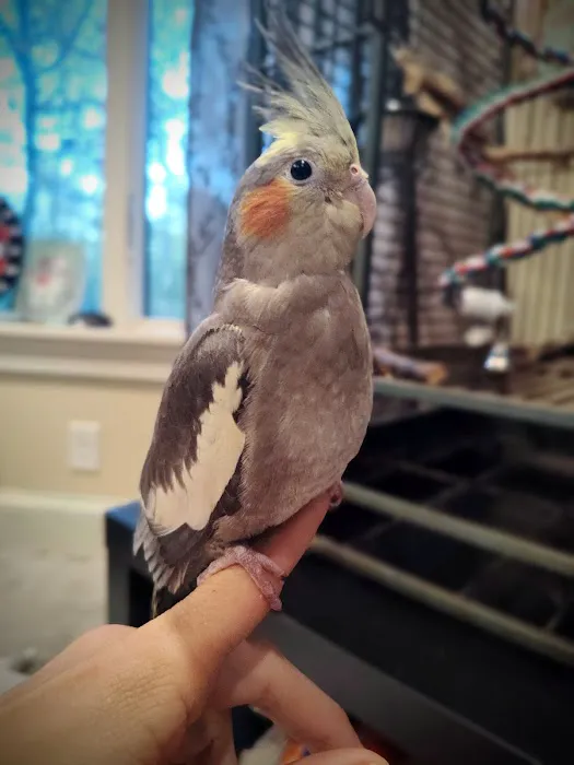 Just for Pets Picture 4