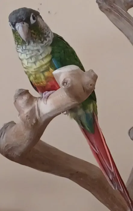 Just for Pets Picture 10
