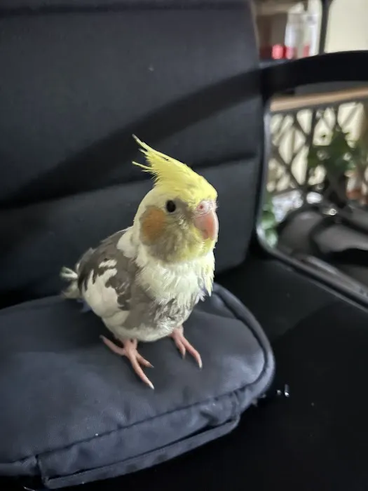 Just for Pets Picture 9