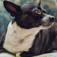 Three Bridges Veterinary Hospital ico