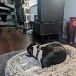 Petco