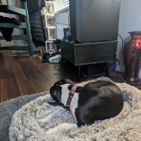 Petco ico