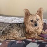 Blaicher Veterinary Health Care