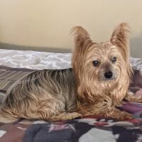 Blaicher Veterinary Health Care ico