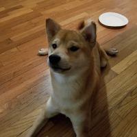 Green Brook Animal Hospital ico