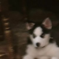 Weitner Jr Theodore F DVM ico