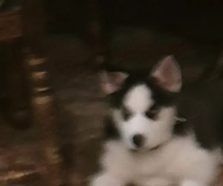 Weitner Jr Theodore F DVM