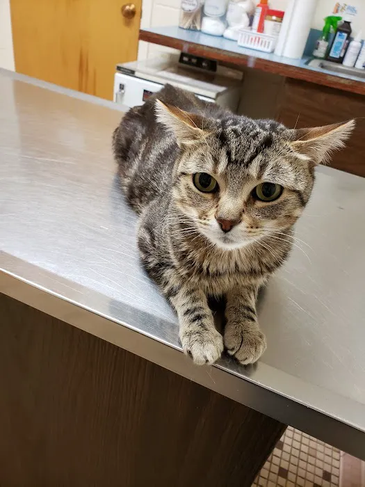 Piscataway Animal Clinic Picture 10