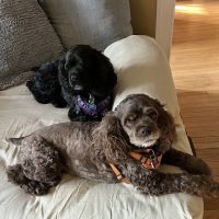 Raritan Animal Hospital ico
