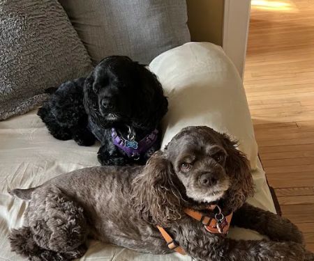 Raritan Animal Hospital