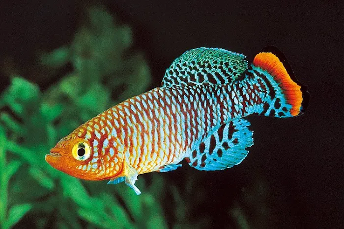Little Rivers Aquatics Picture 1