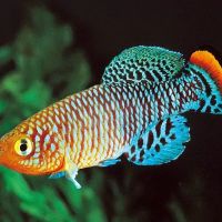 Little Rivers Aquatics ico
