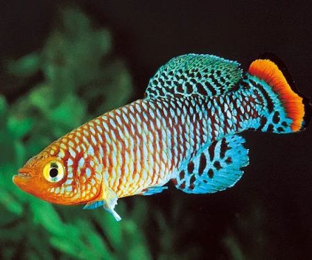 Little Rivers Aquatics