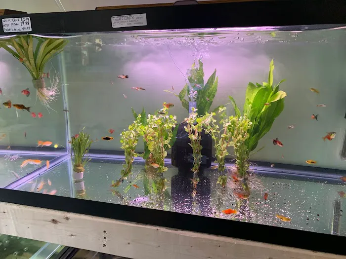 Little Rivers Aquatics Picture 4