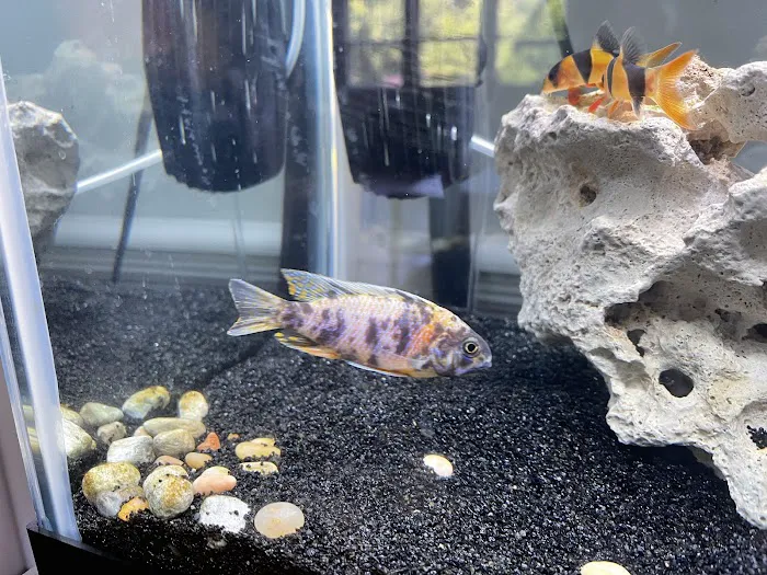 Little Rivers Aquatics Picture 9