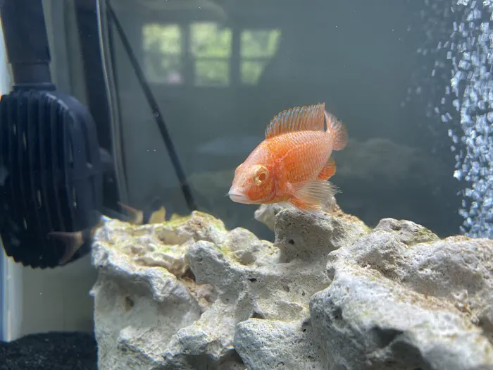 Little Rivers Aquatics Picture 7