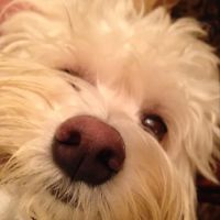 Family Pet Center ico