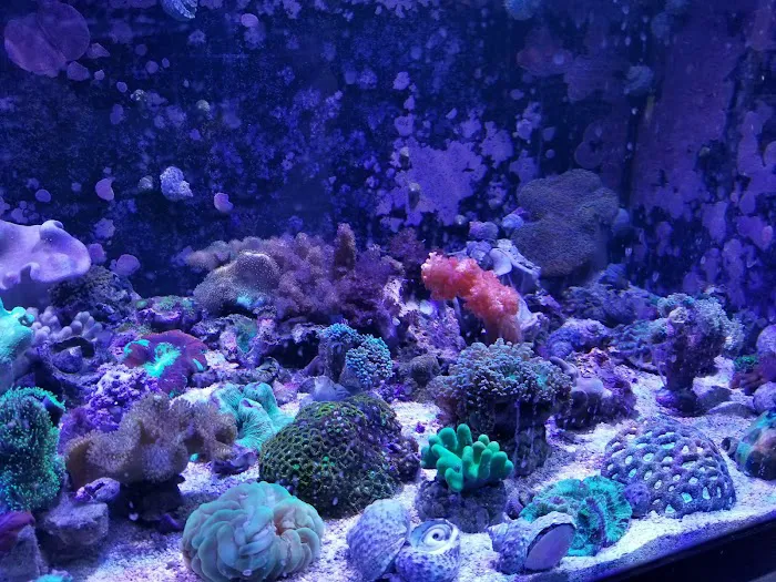 Sea Creature Aquarium Picture 8