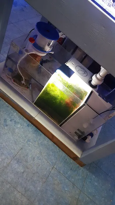 Sea Creature Aquarium Picture 9