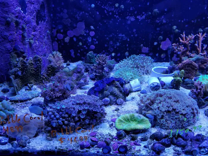 Sea Creature Aquarium Picture 6