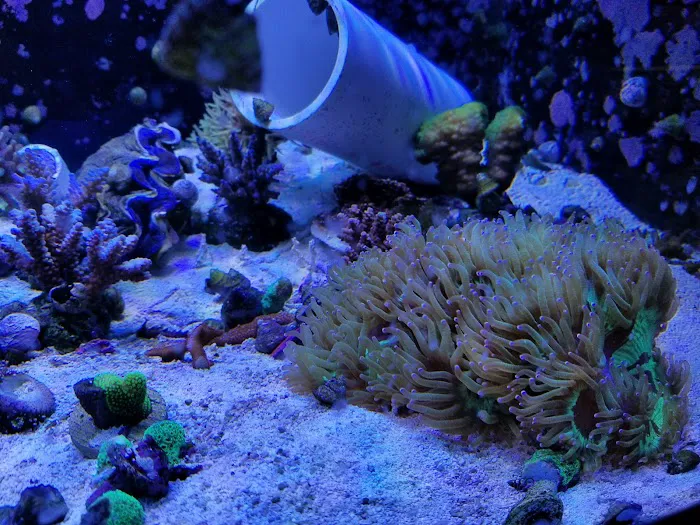 Sea Creature Aquarium Picture 10