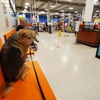 Banfield Pet Hospital ico
