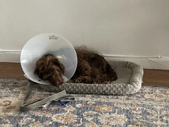 Banfield Pet Hospital Picture 5