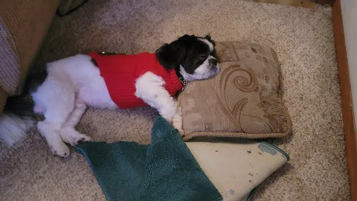 Banfield Pet Hospital Picture 8