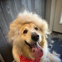 T-bone Grooming ico