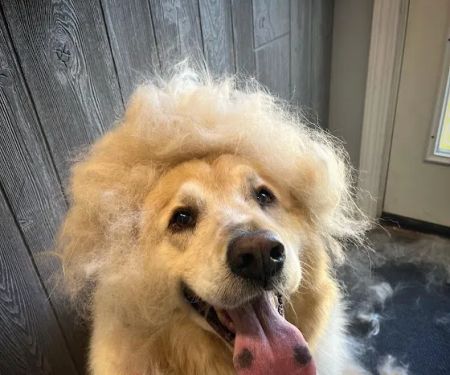 T-bone Grooming