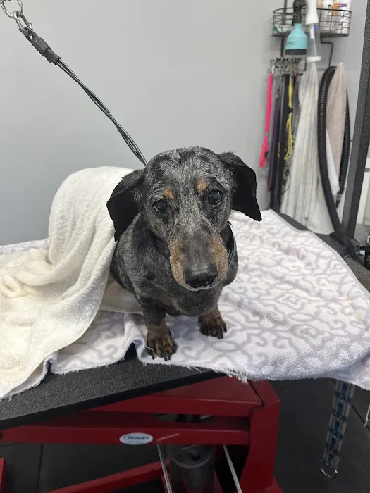 T-bone Grooming Picture 3