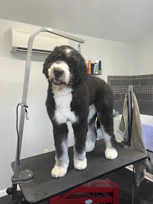 T-bone Grooming Picture 10