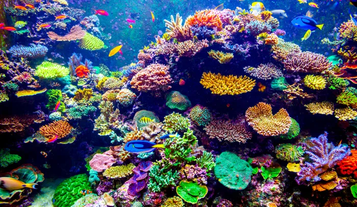 DAVE'S CORALS Picture 3