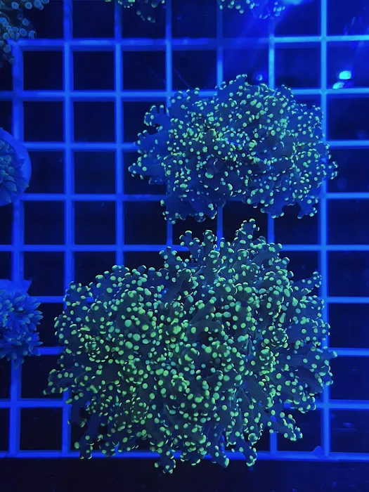 DAVE'S CORALS Picture 1