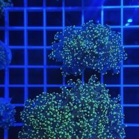 DAVE'S CORALS ico