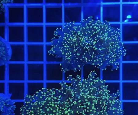 DAVE'S CORALS