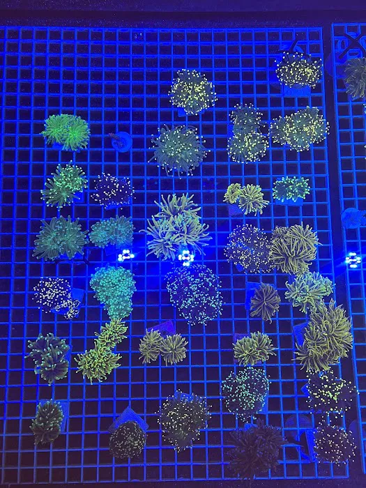 DAVE'S CORALS Picture 5