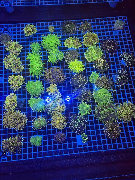 DAVE'S CORALS Picture 6