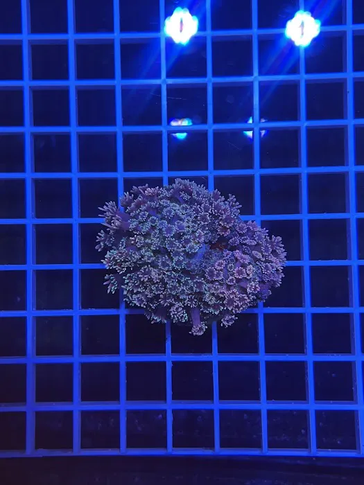 DAVE'S CORALS Picture 4