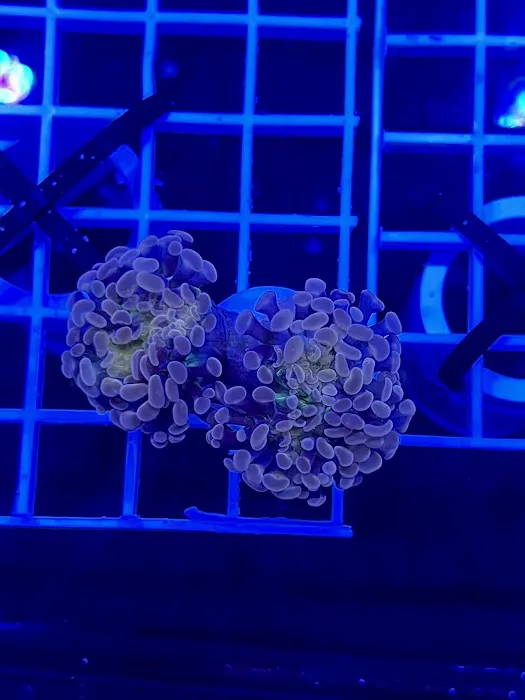 DAVE'S CORALS Picture 7