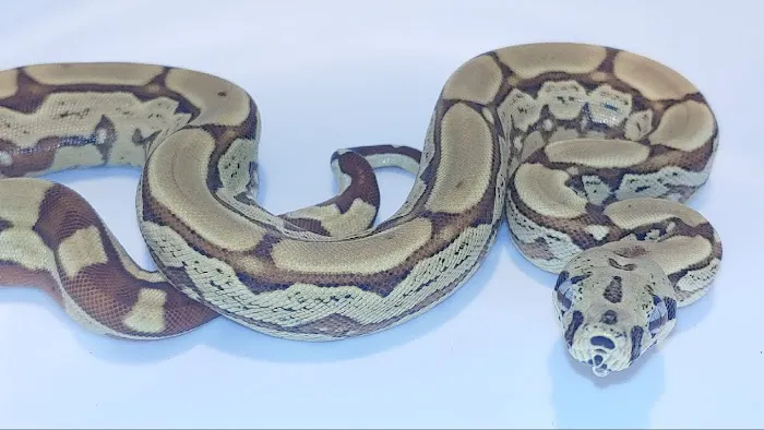 Sabrina's Reptile Kingdom Picture 2
