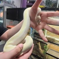 Sabrina's Reptile Kingdom ico