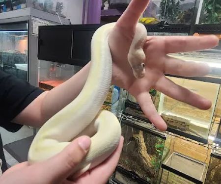 Sabrina's Reptile Kingdom