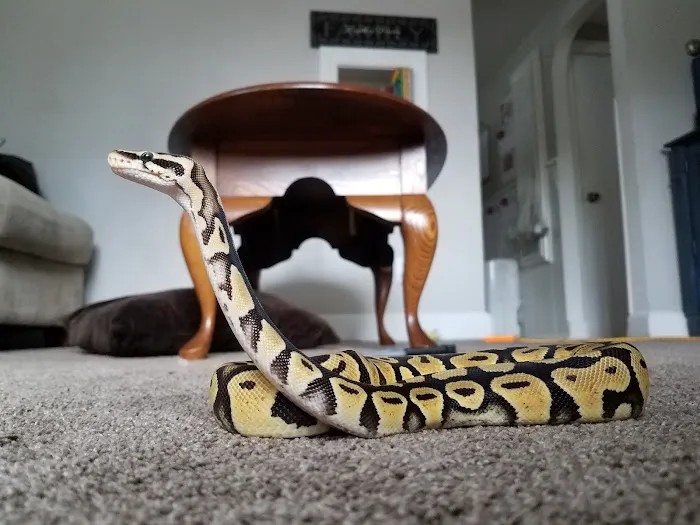 Sabrina's Reptile Kingdom Picture 4
