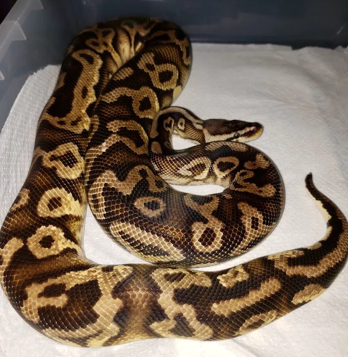 Sabrina's Reptile Kingdom Picture 7