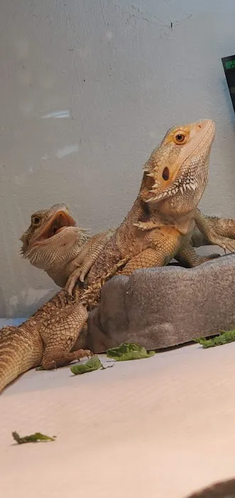 Sabrina's Reptile Kingdom Picture 5